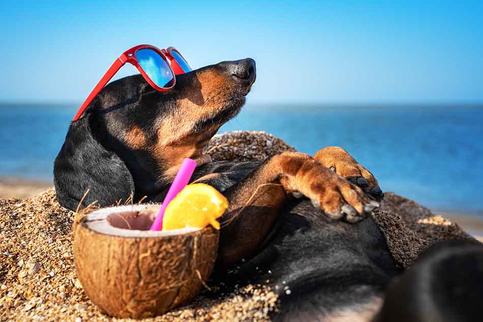 Dog on beach - Sea view cottages