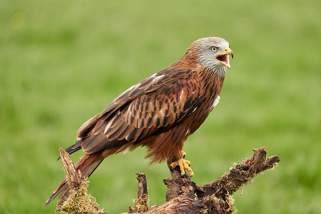 Red Kite Bird